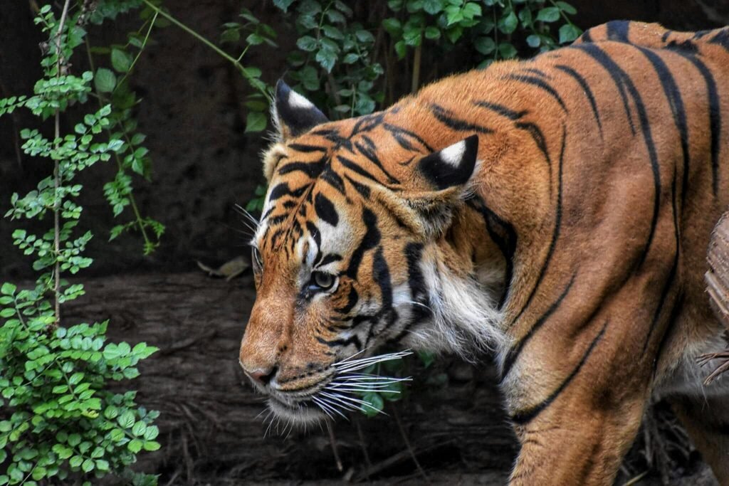 The Top Jungle Safaris Around the World